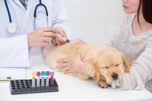 Hands of veterinarian giving injection to little golden retrieve