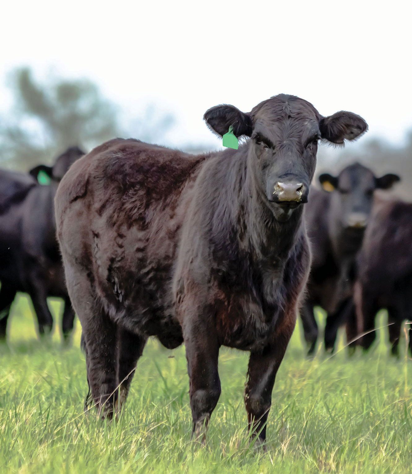 cattle3