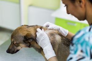 Physical exam of the dog at the veterinarian